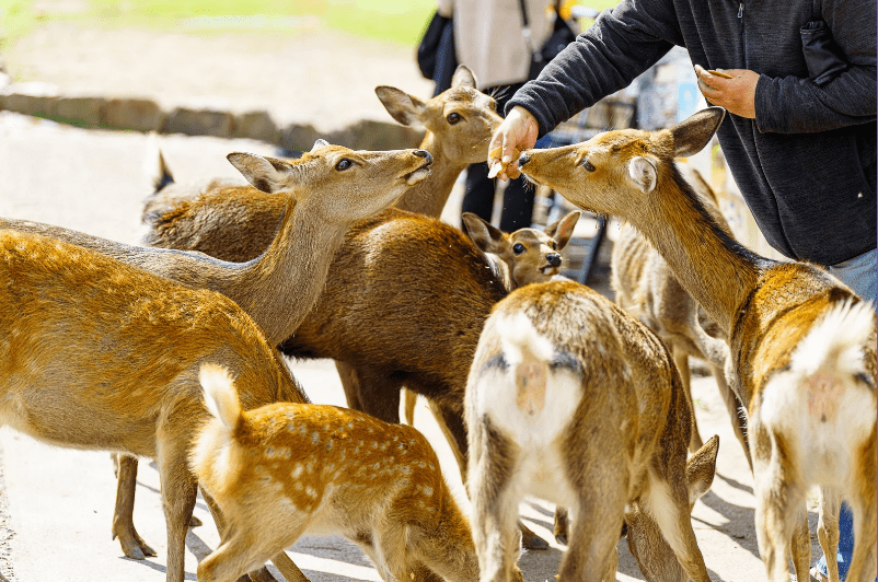 7 Unmissable Highlights: What to See in Nara’s Ancient Capital 5 image 129