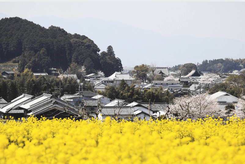 7 Unmissable Highlights: What to See in Nara’s Ancient Capital 9 image 132