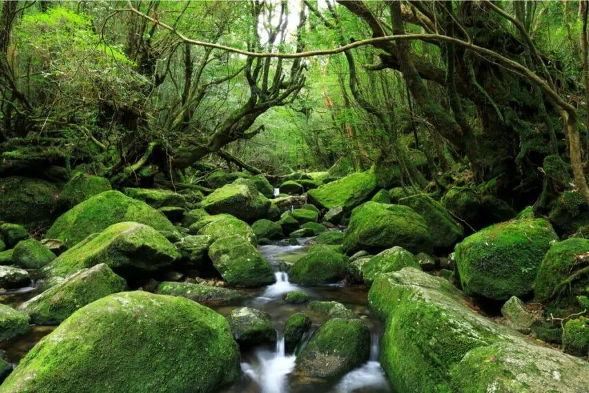 Yakushima – UNESCO-Listed Island of Ancient Forests in Kagoshima | How to Explore Yakushima – Japan’s Rainforest UNESCO Site
